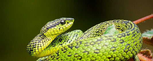 green wood snake